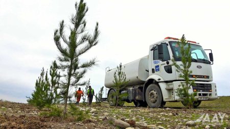 “Yaşıl dünya naminə həmrəylik ili” çərçivəsində ağacəkmə aksiyası keçirilib VİDEO/FOTO