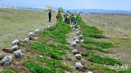 “Yaşıl dünya naminə həmrəylik ili” çərçivəsində ağacəkmə aksiyası keçirilib VİDEO/FOTO